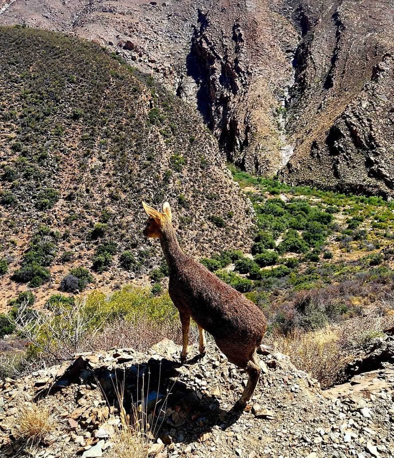 Klipspringer