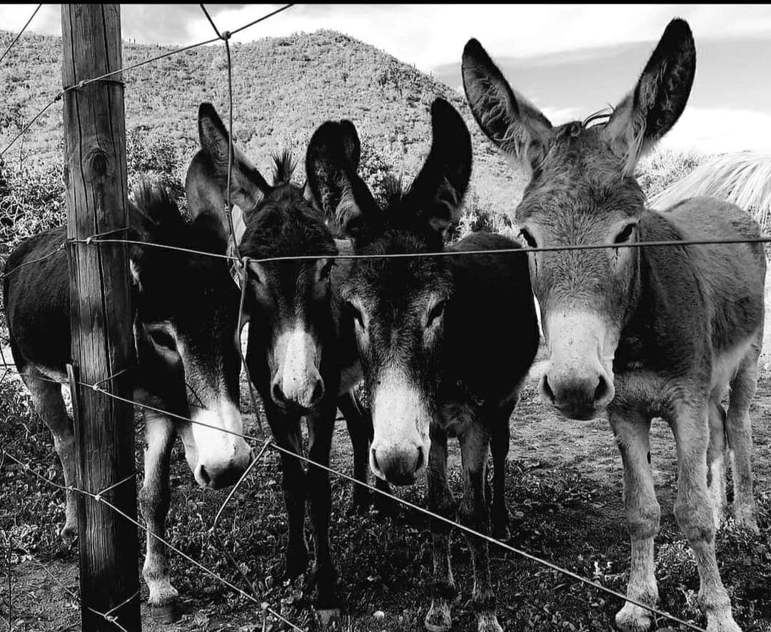 Donkeys at fence